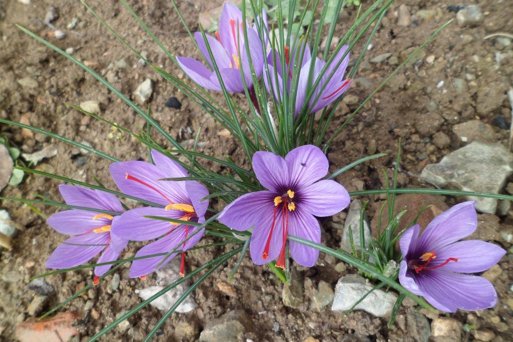Los Laureles 2 Urda エクステリア 写真